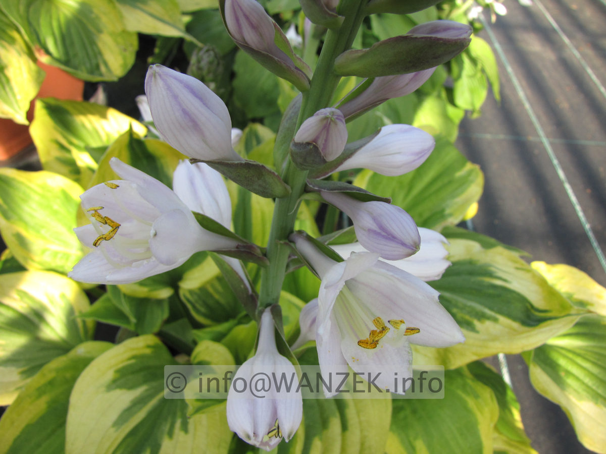 Hosta Hybride Honshy Bluete.JPG
